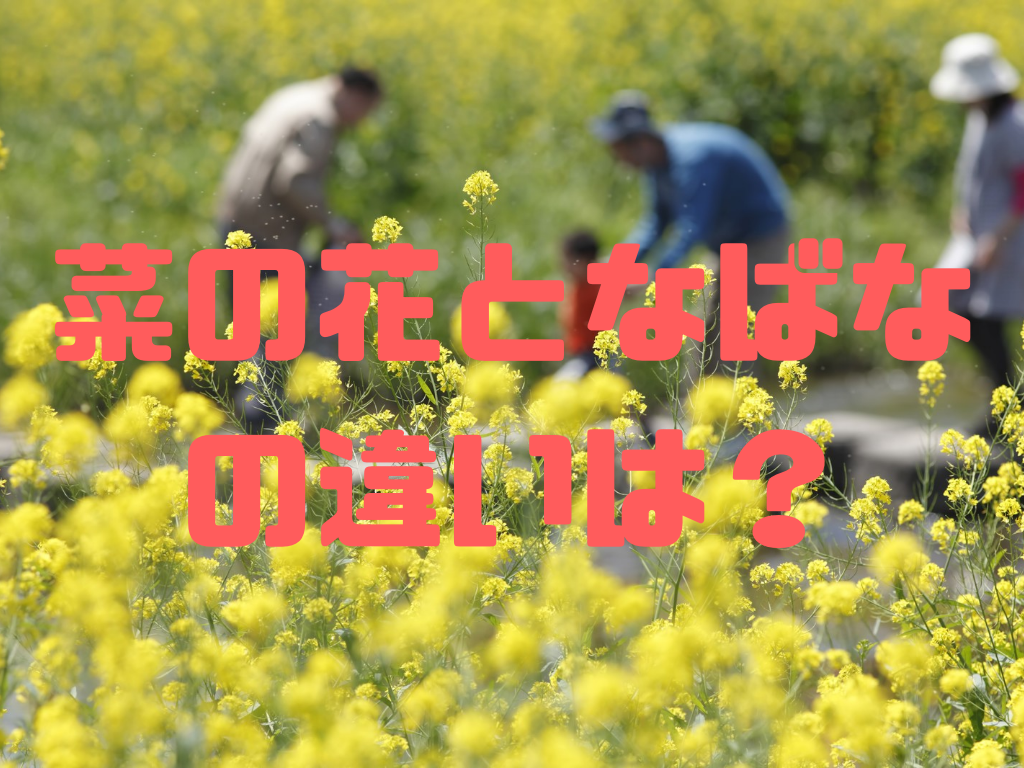 【比較写真あり】菜の花となばなの違いは?/わかりやすく解説。