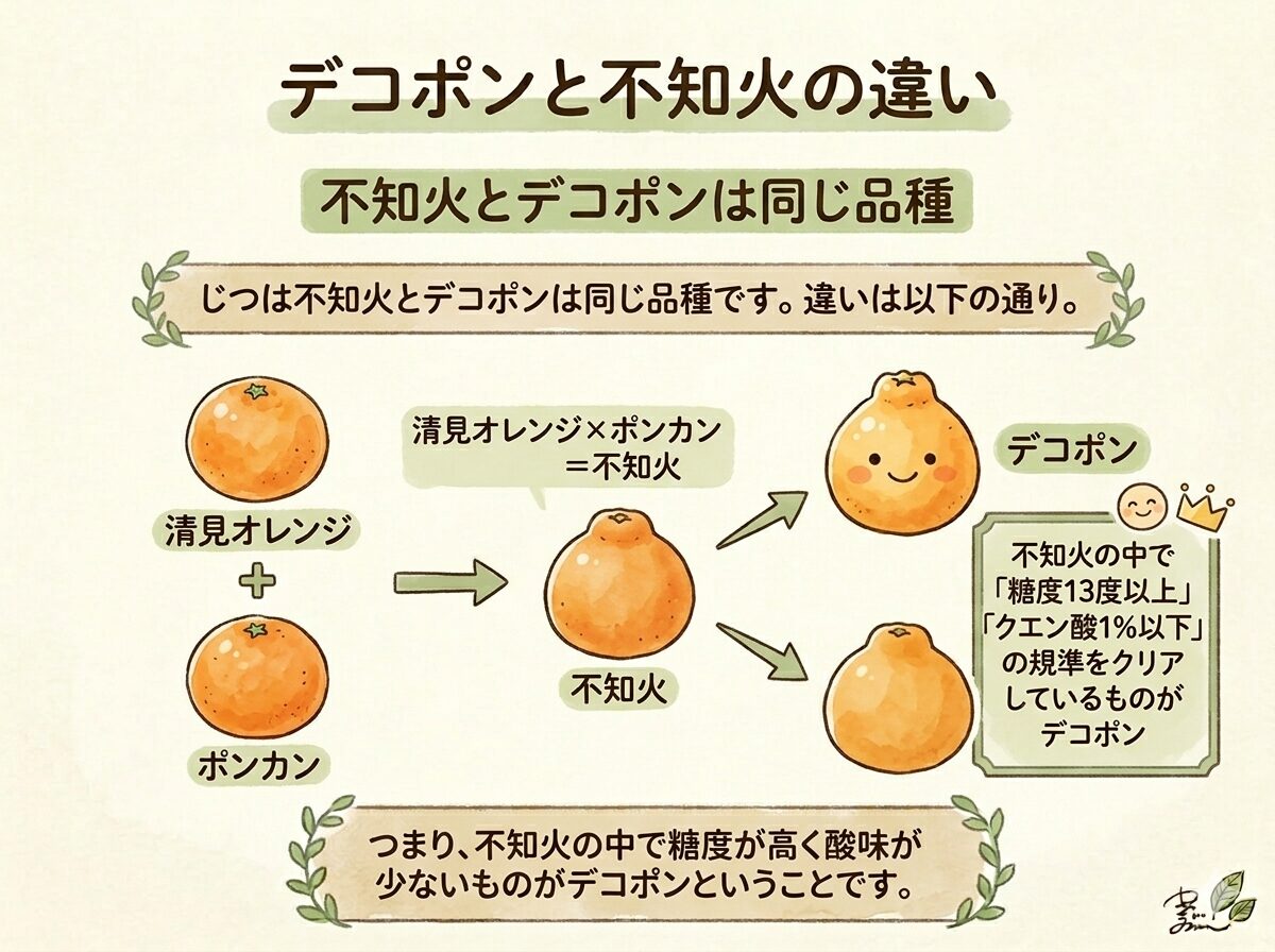 デコポンと不知火の違い