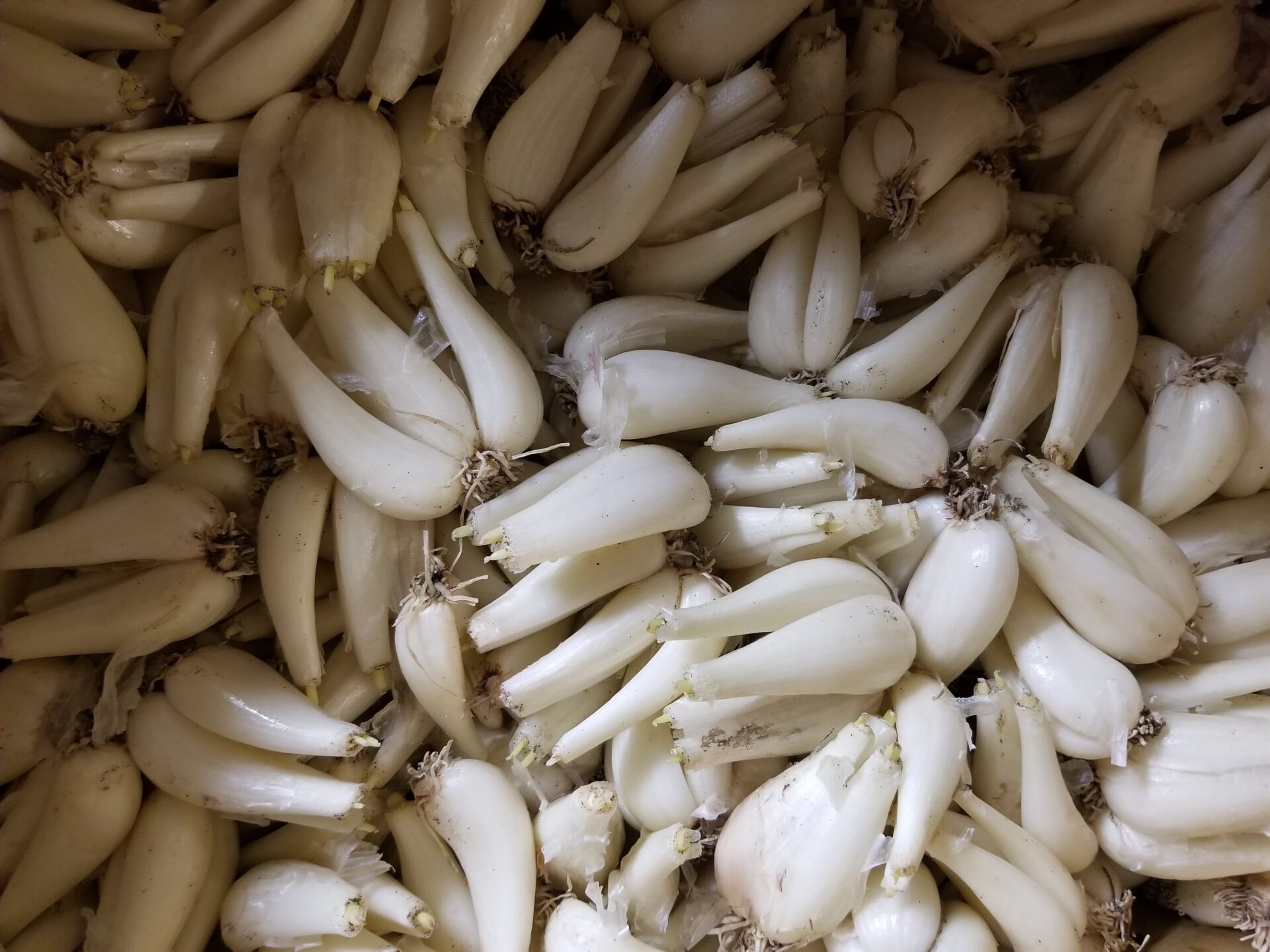 らっきょうは「=漬ける」だけではないですよ。【生食もGOOD!】