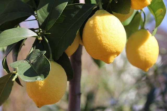 国産レモンの時期はいつ 皮ごと使う場合 農薬や防腐剤は大丈夫 に回答 ベジふる