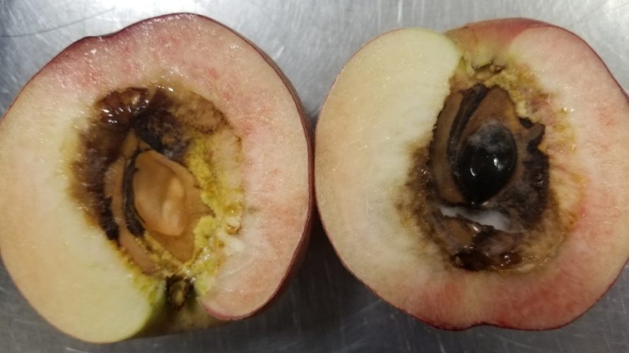 桃の中が空洞で茶色く変色しカビが生えてる原因は 食べても大丈夫 ベジふる