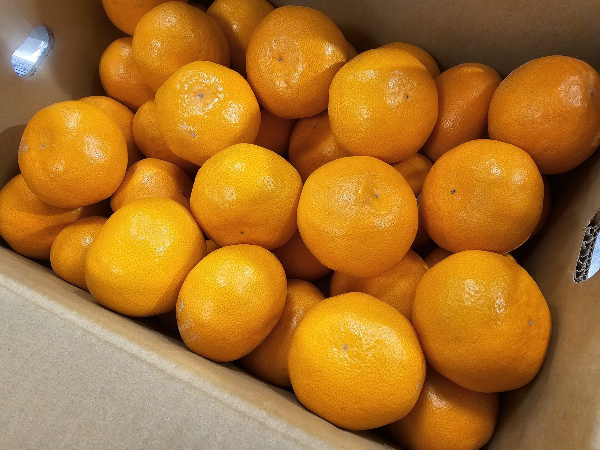 勘繁園特選みかん