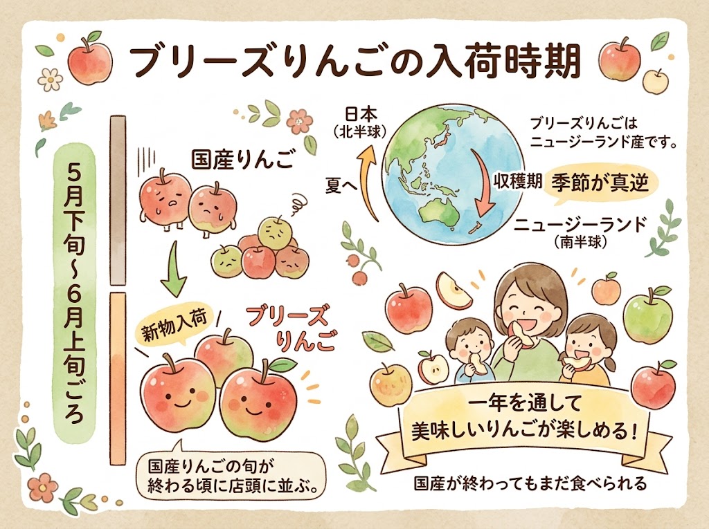 ニュージーランド産ブリーズりんごの入荷時期