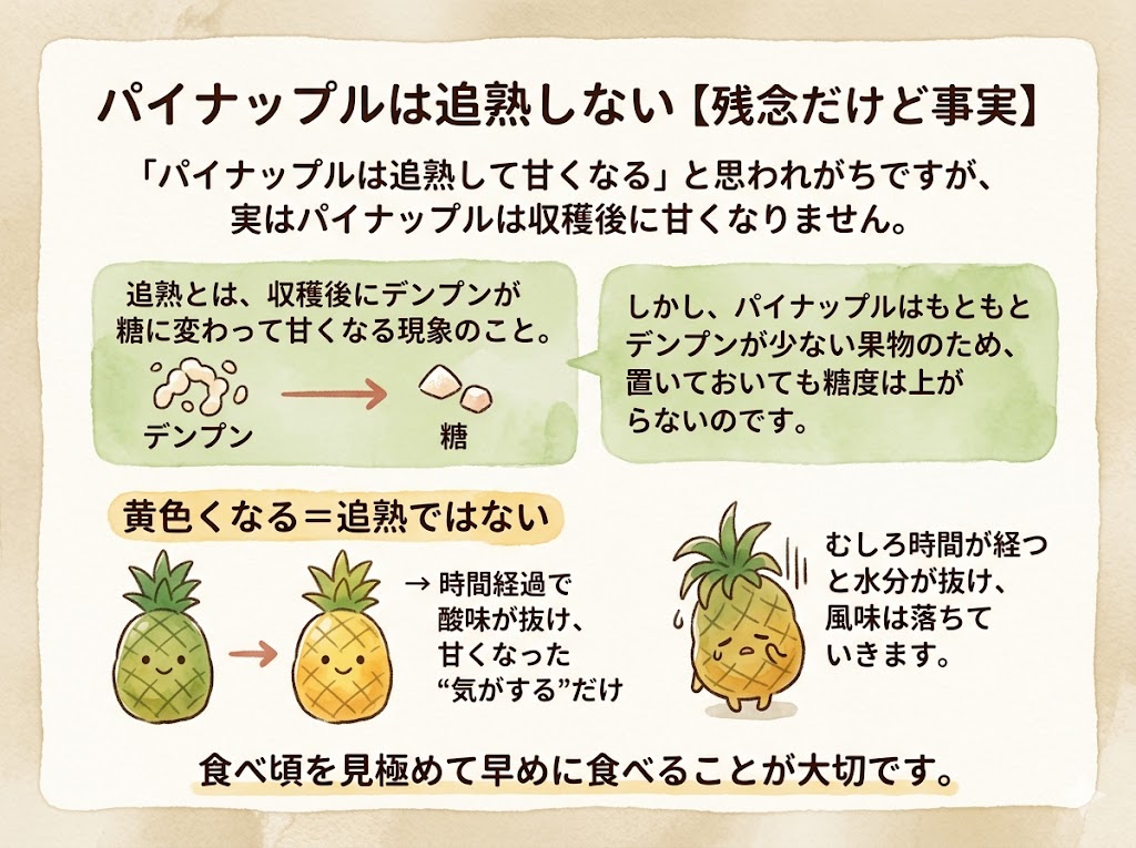 パイナップルは追熟しない【残念だけど事実】