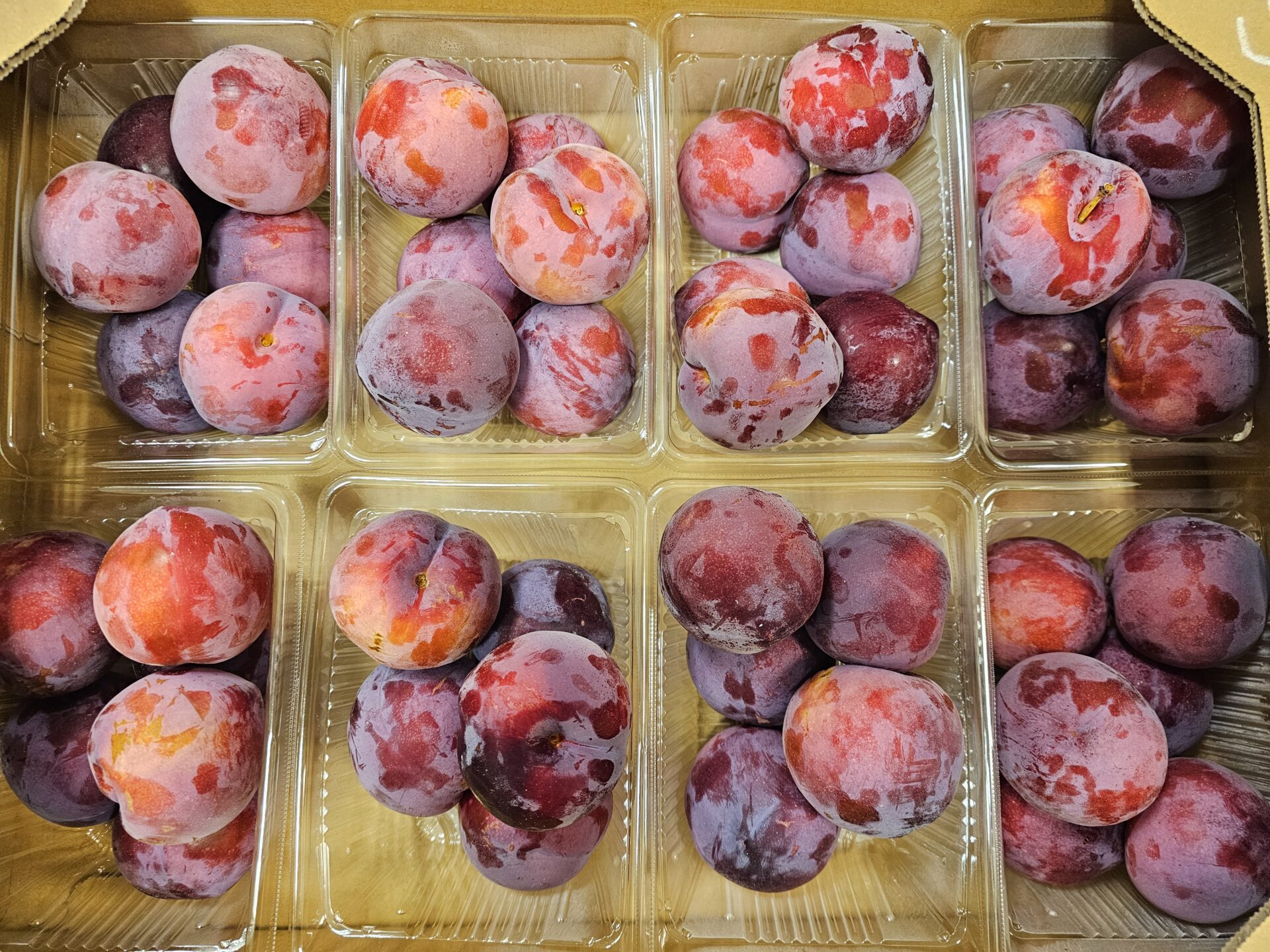 レッドエース（プラム）