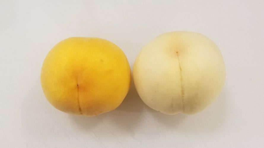 ゴールデンピーチ/ホワイトピーチ【果肉や味など違いを比較:写真あり】