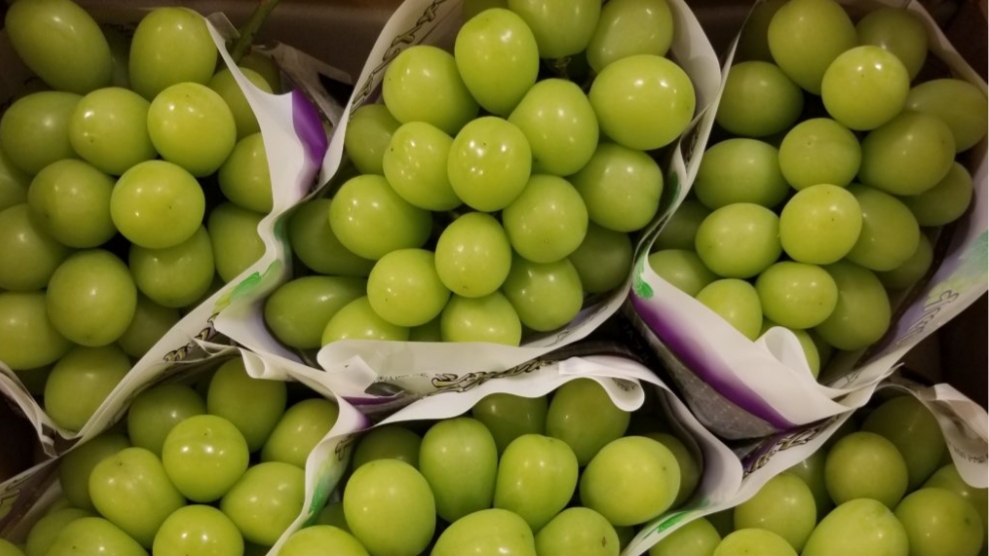 マスカットジパングとシャインマスカットの違いを比較して解説 ベジふる