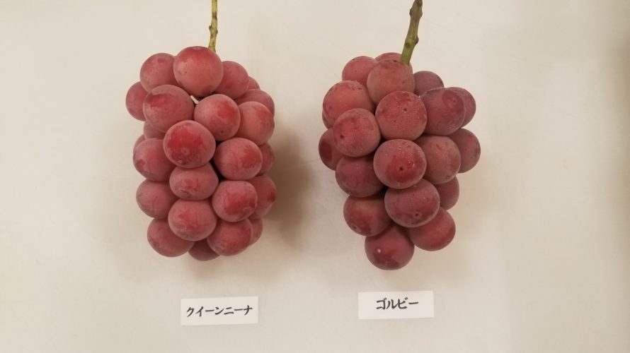 クイーンニーナとゴルビーの違いは?/どっちが甘くて美味しい?