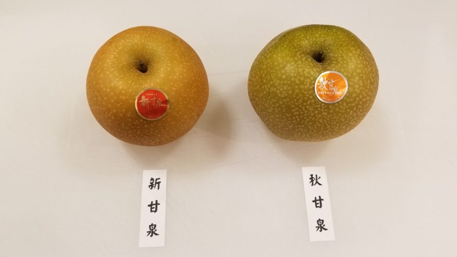 新甘泉と秋甘泉の違い/鳥取県産のおいしい新品種梨の特徴を比較