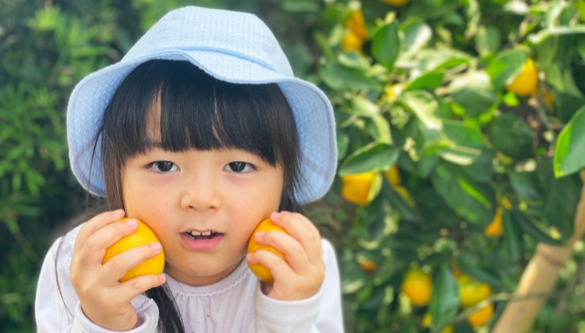 みかんの糖度/甘いみかんの糖度はどれくらい?/目安を解説