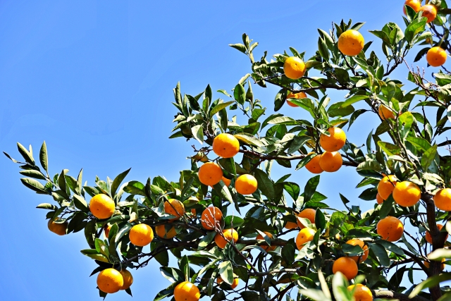 【保存版】「美味しい」と人気で売れている柑橘類【贈り物にもおすすめの品種5選】