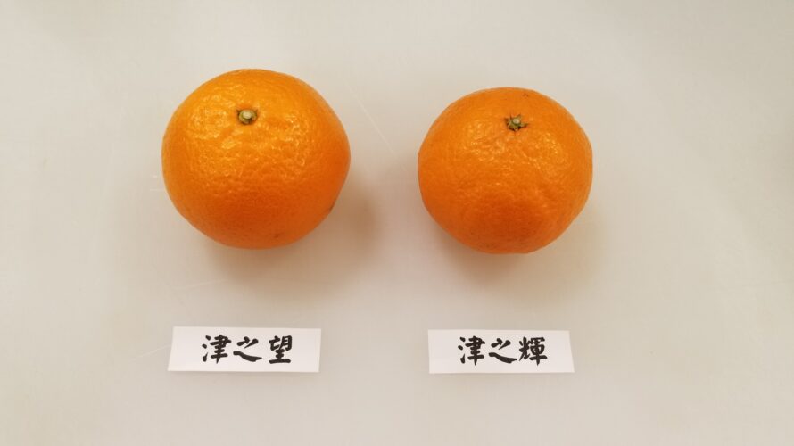 津之輝(つのかがやき)と津之望(つののぞみ)の違いは?