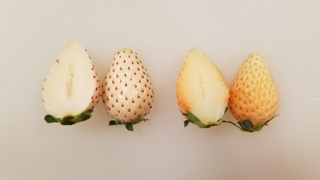 パールホワイトと淡雪の果肉比較写真