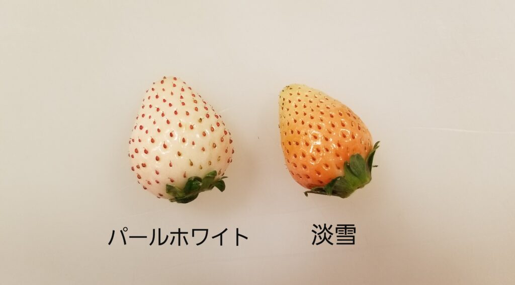 果肉 糖度写真あり 白いちご 淡雪とパールホワイトの違いを青果バイヤーが比較解説 ベジふる