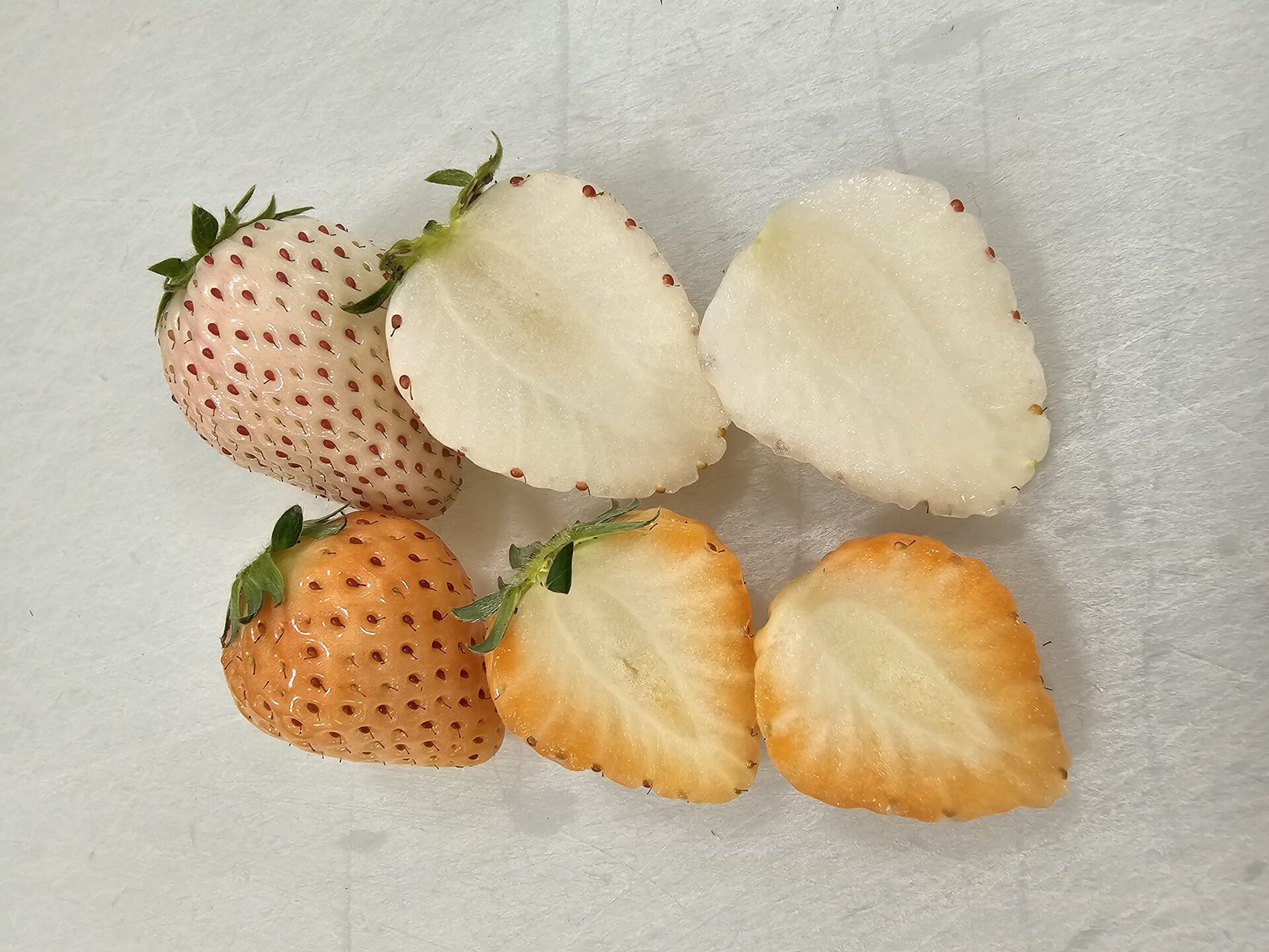 白いちご「淡雪」と「パールホワイト」の果肉の写真