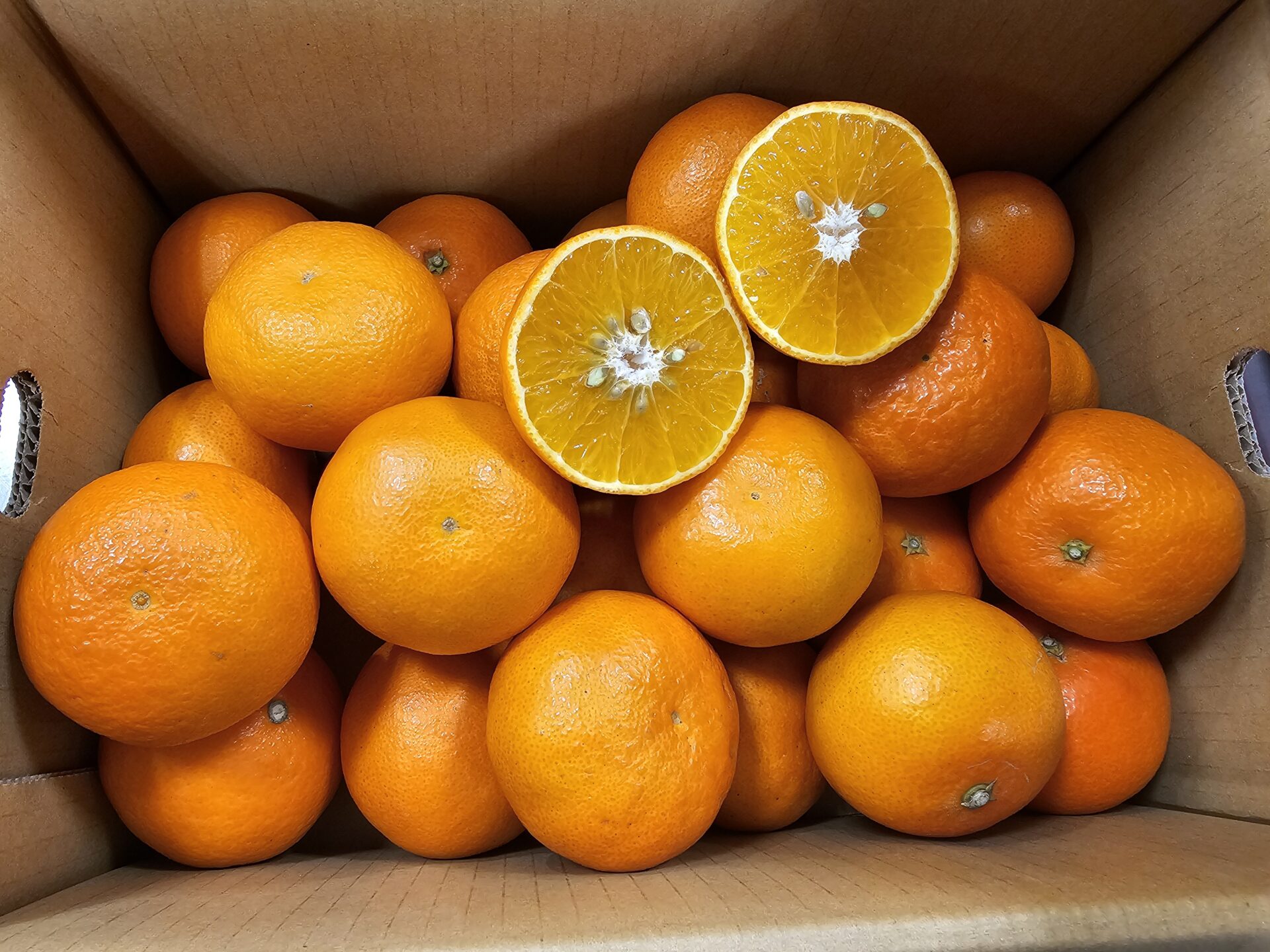 2月が旬の美味しいフルーツ｜天草オレンジ