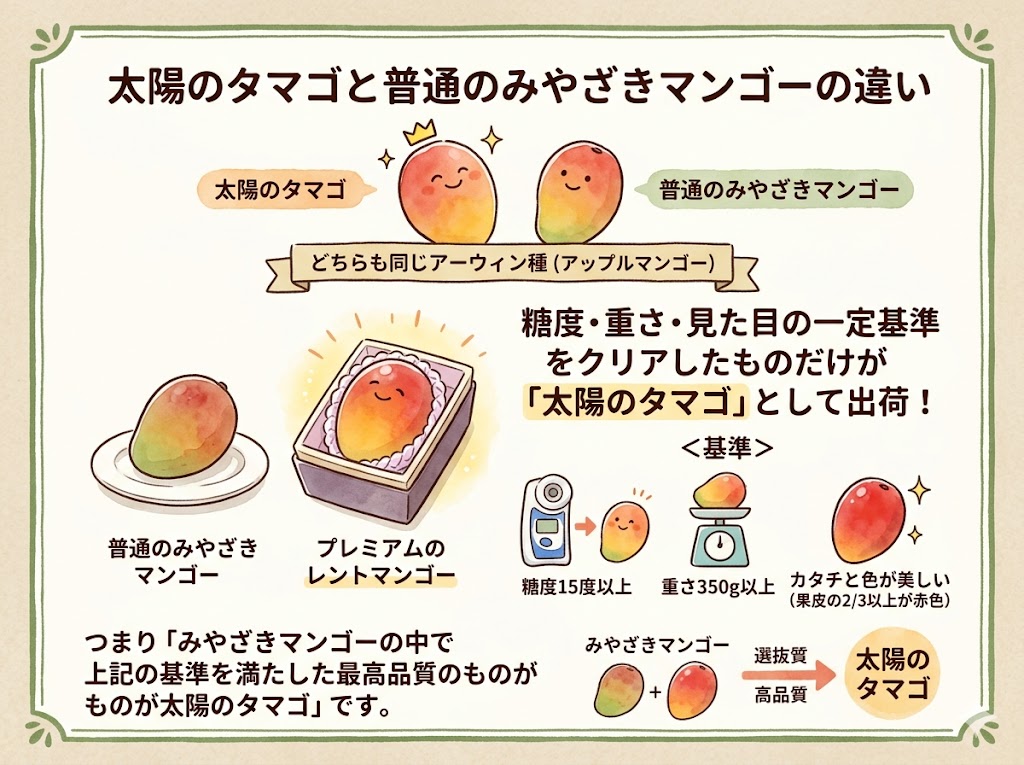 太陽のタマゴと普通のみやざきマンゴーの違い