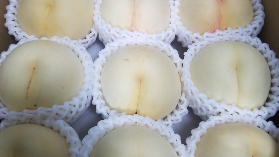 山梨県産「白美人(桃)」の特徴は? 味や食感、お客さんの感想をプロがお話しします!