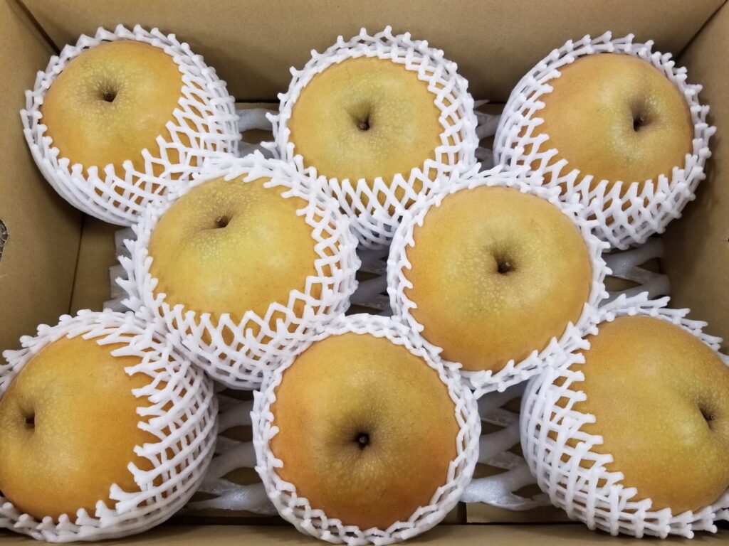 冬でも楽しめる！美味しい和梨の4品種を紹介。贈り物にも人気でおすすめ！ | ベジふる