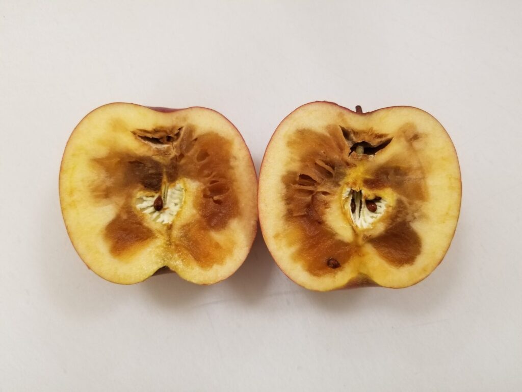 【結論】りんごを切ったら茶色い…それは「蜜褐変」という腐敗です