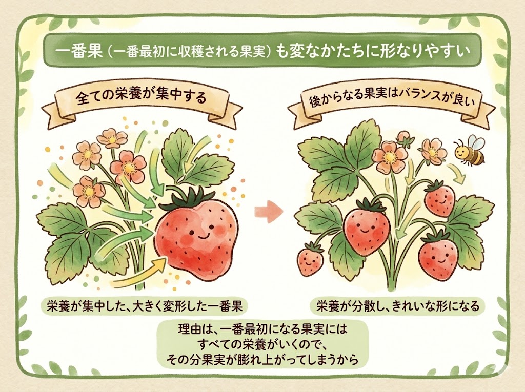 いちご一番果（1番なり）の変なかたちになりやすい