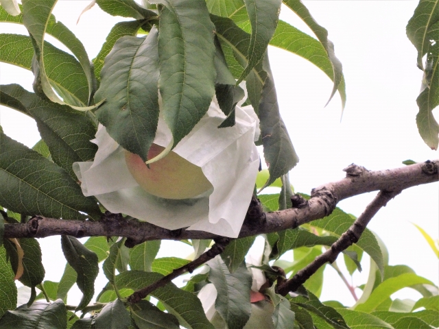 華清水桃の希少性と栽培