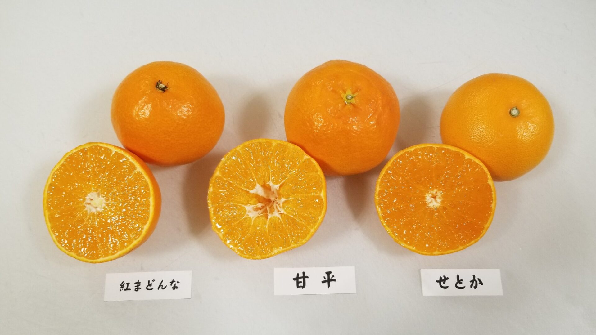 紅まどんな 甘平 せとか 比較写真