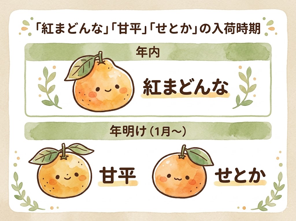 紅まどんな・甘平・せとかの入荷の時期