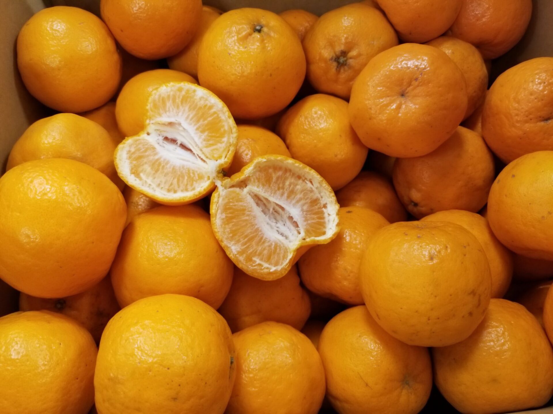 ぽんかん｜ポンカン