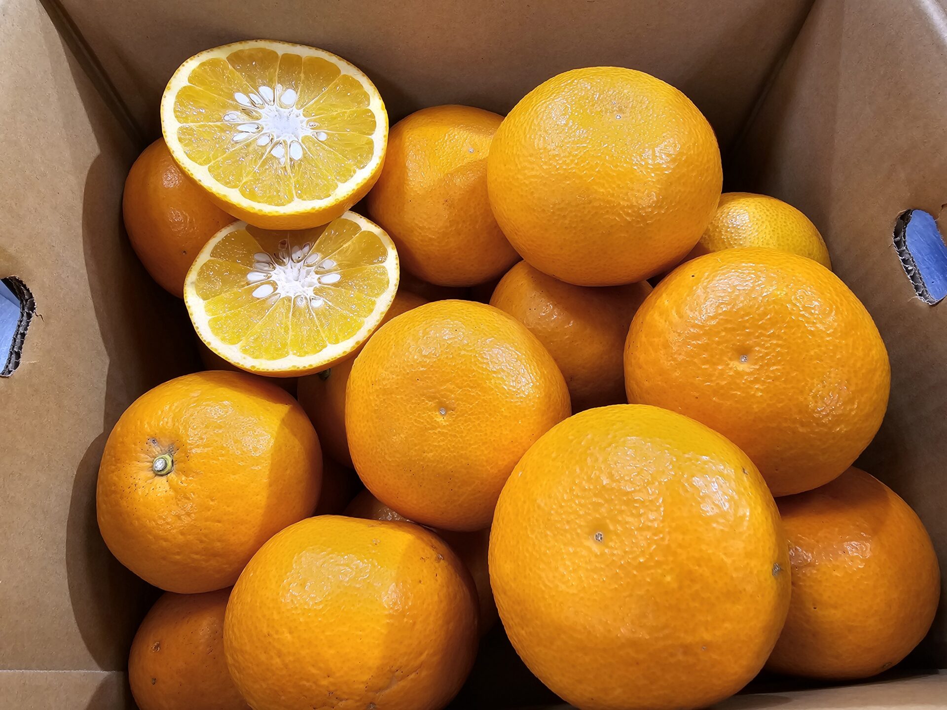 レッドサンフルーツ